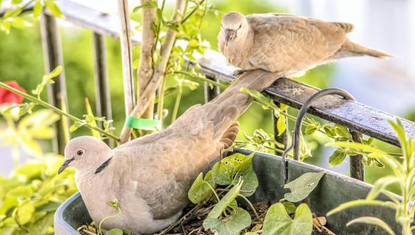 περιστέρια