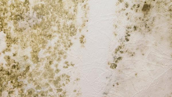 mouxla-stous-toixous-1