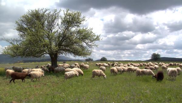 Βοσκοτόπια και πρόβατα