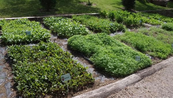 Λαχανόκηπος