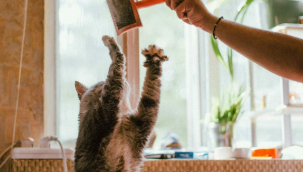 Γάτα βούρτσισμα