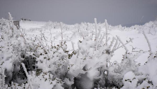 Χιονισμένα δέντρα, χιόνια