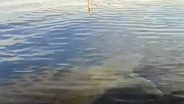 Καρχαρίας στην Κάρπαθο