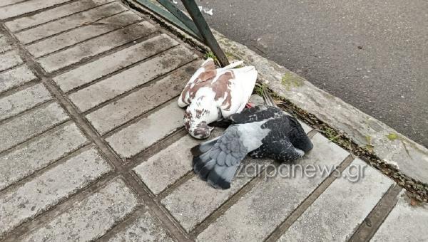 Πυροβόλησαν περιστέρια