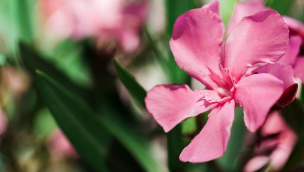 πικροδάφνη