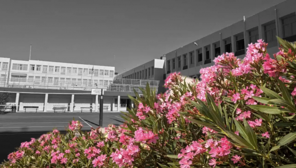 Πικροδάφνη σε σχολείο