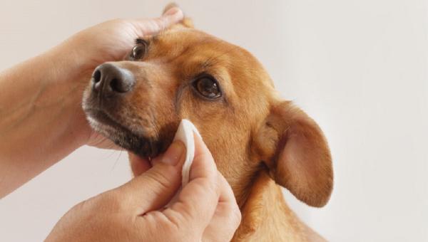 Σκύλος κάνει μπάνιο