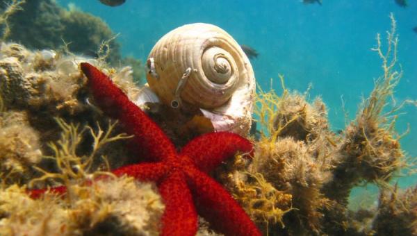 βυθός θάλασσα κοχύλι αστερίας ψάρια