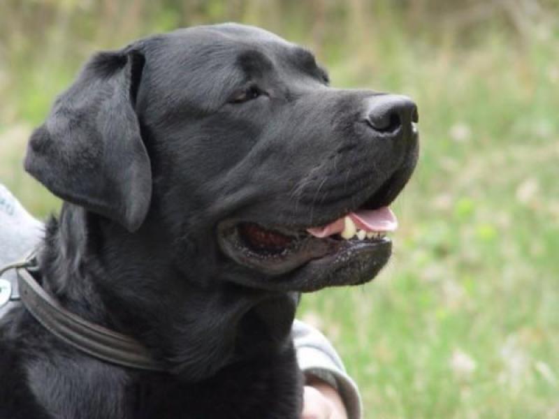 1191384685labrador_retriever-600x450.jpg