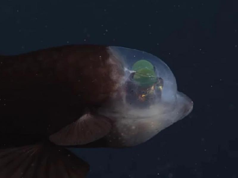 Ο «εξωγήινος» του ωκεανού, ψάρι