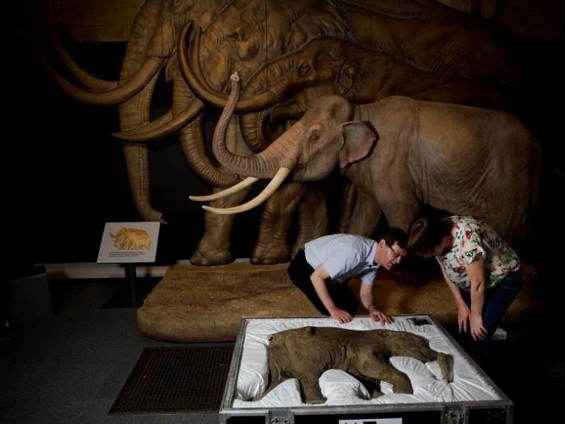 μαμούθ, αρκτικός ελέφαντας, επιστήμονες, παλαιοντολογία,