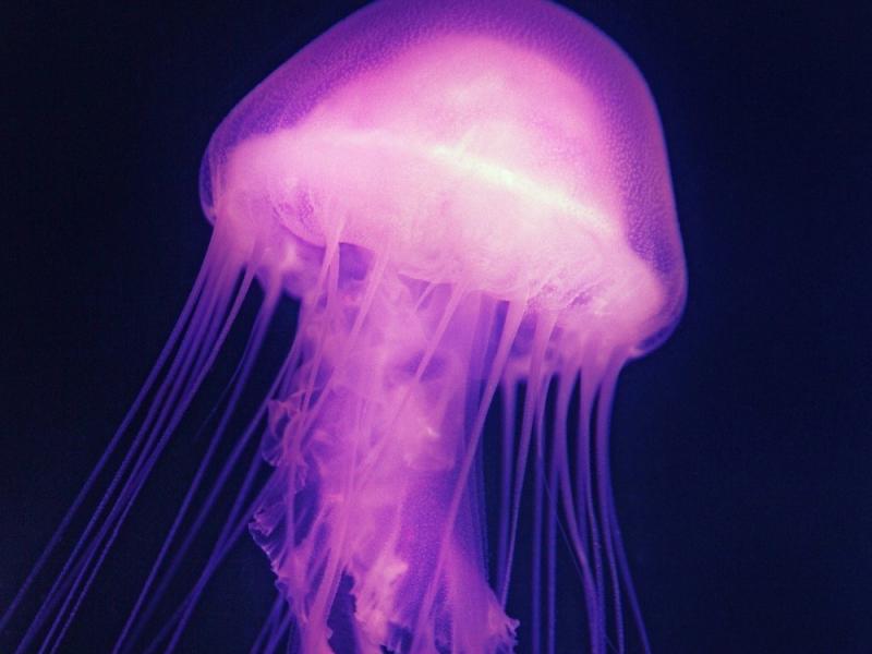 μωβ μέδουσα.jpg