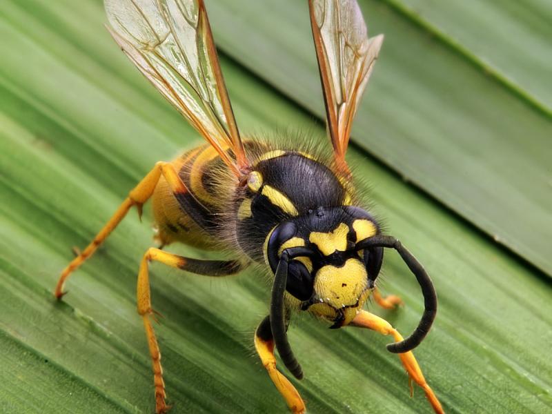 1200px-Vespula_germanica_Richard_Bartz.jpg