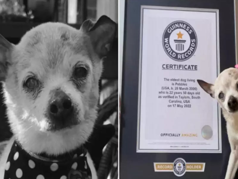 makrovioteros_skilos