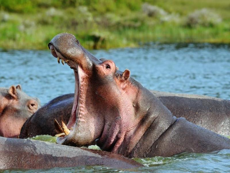 Ιπποπόταμος