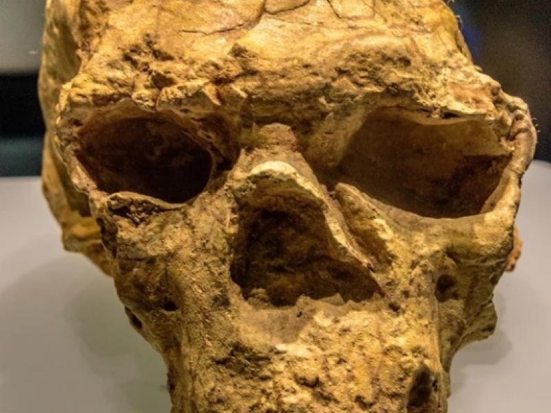 Κρανίο Homo erectus