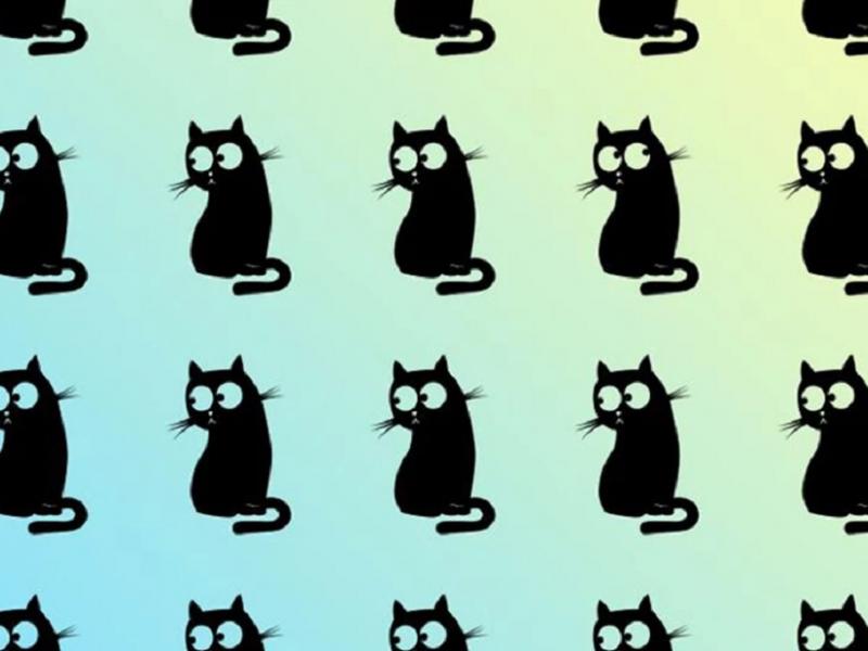 Οφθαλμαπάτη με γάτες