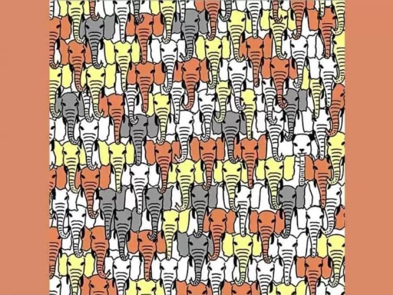 Οφθαλμαπάτη με ελέφαντες και πάντα