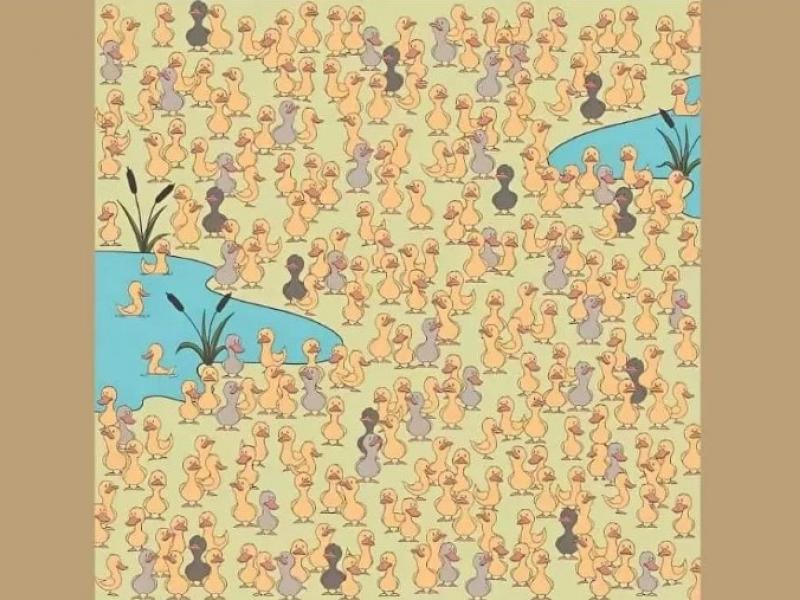 Οφθαλμαπάτη με πάπιες