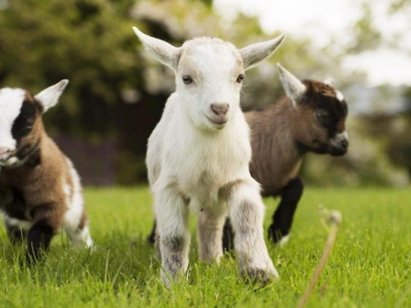 κατσικάκια