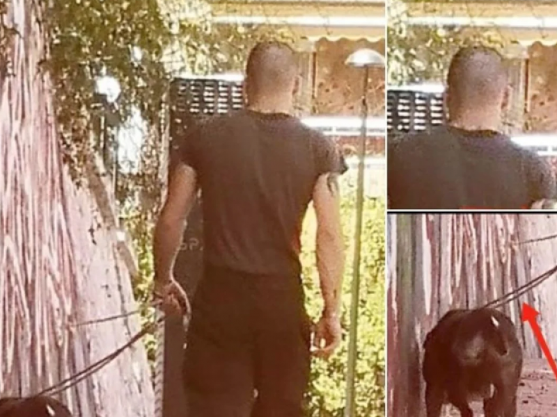 pitbull_kaisariani_vironas