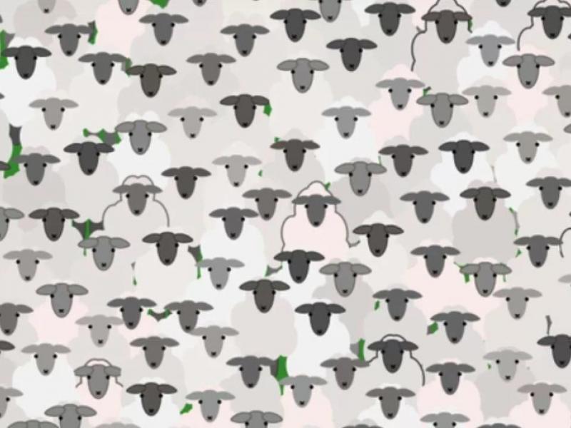 Οφθαλμαπάτη με πρόβατα