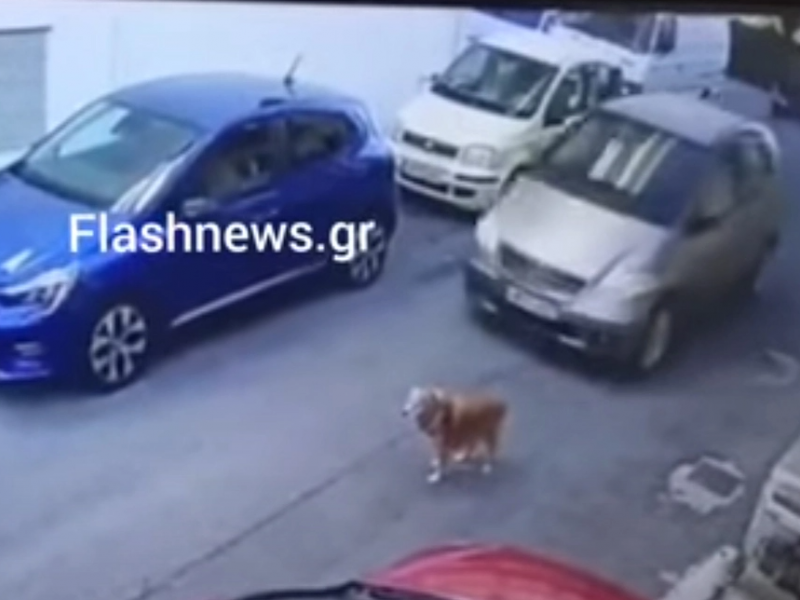 skilaki-to-patise-autokinito