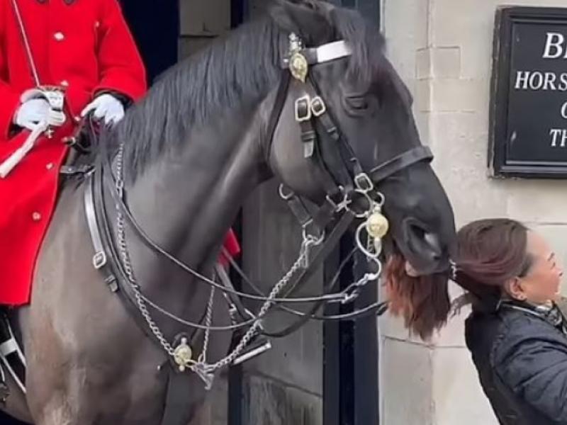 Άλογο δάγκωσε τα μαλλιά τουρίστριας