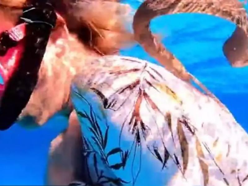 Περικυκλώθηκε από δηλητηριώδες θαλάσσιο φίδι