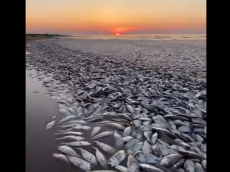 νεκρά ψάρια