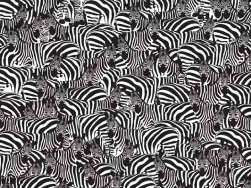 Σπαζοκεφαλιά με ζέβρες