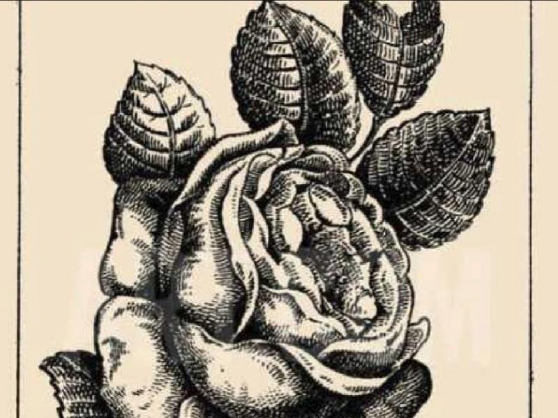 Οφθαλμαπάτη με τριαντάφυλλο