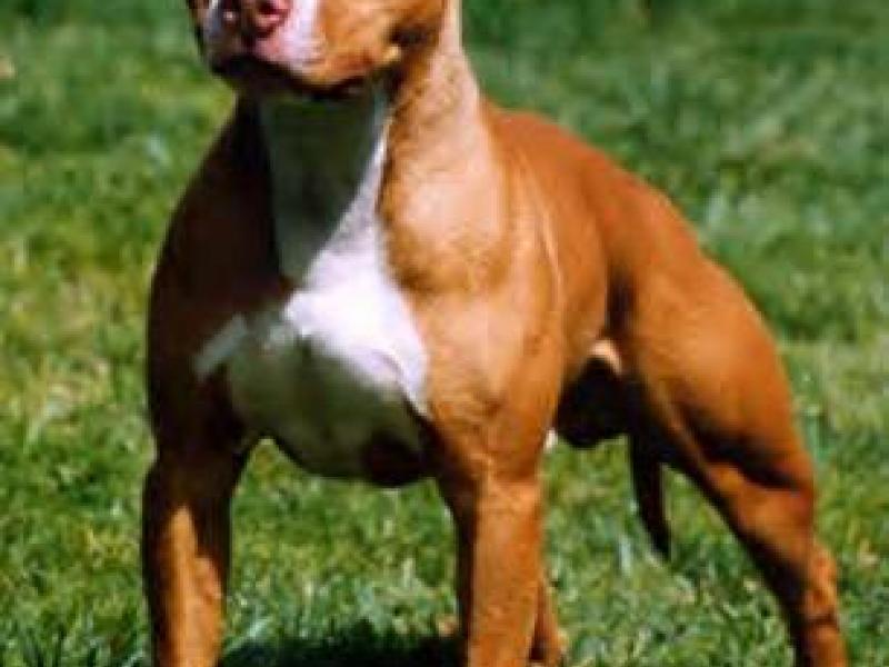 pit bull