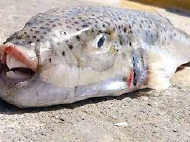 λαγοκεφαλος