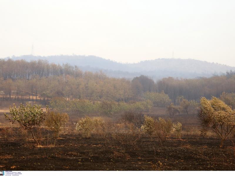 φωτιά Έβρος