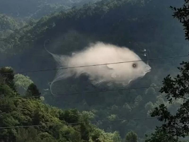 Οφθαλμαπάτη με ψάρι