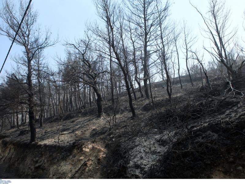 Φωτιά στη Χασιά