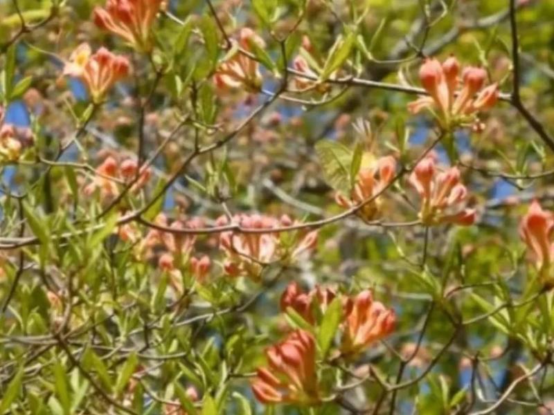 Οφθαλμαπάτη με πεταλούδα