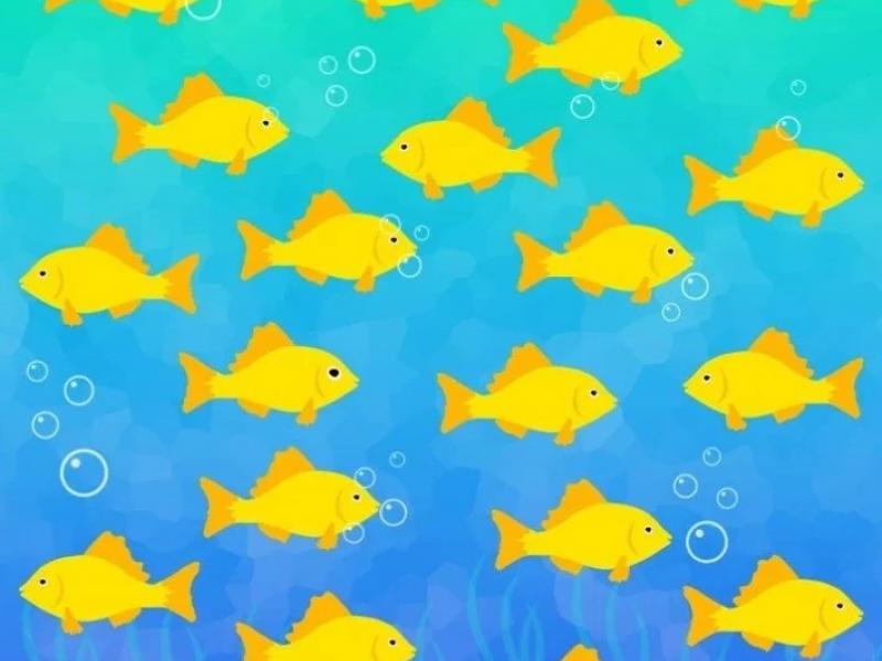 Γρίφος με τα ψάρια