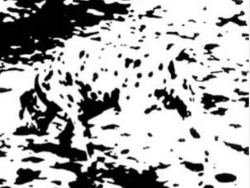 Οφθαλμαπάτη με σκύλο