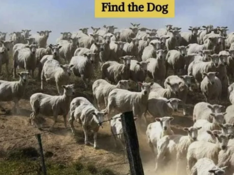 οπτική ψευδαίσθηση