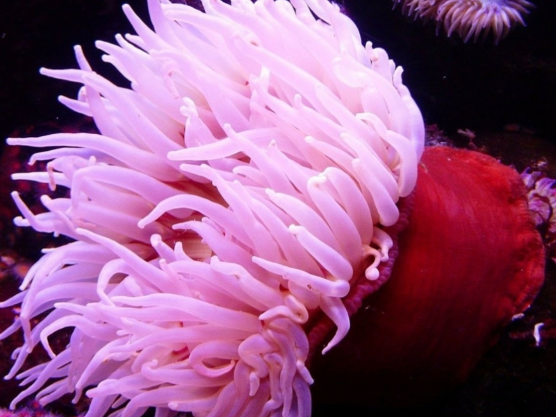 thalassia_anemoni