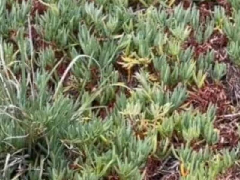 Οφθαλμαπάτη με φίδι