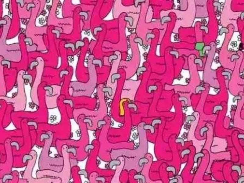 Ροζ φλαμίνγκο