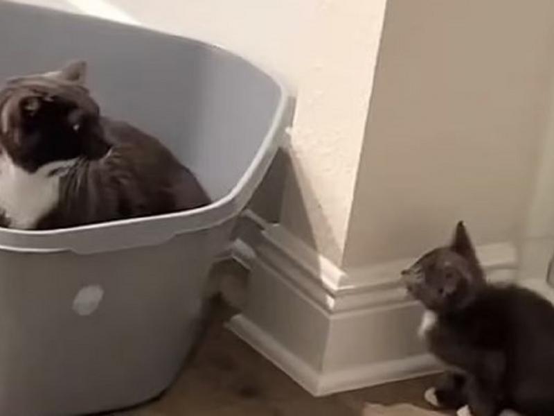 Γάτα και γατάκι