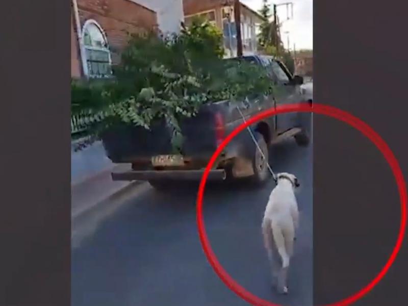 Σκύλος δεμένος σε ΙΧ