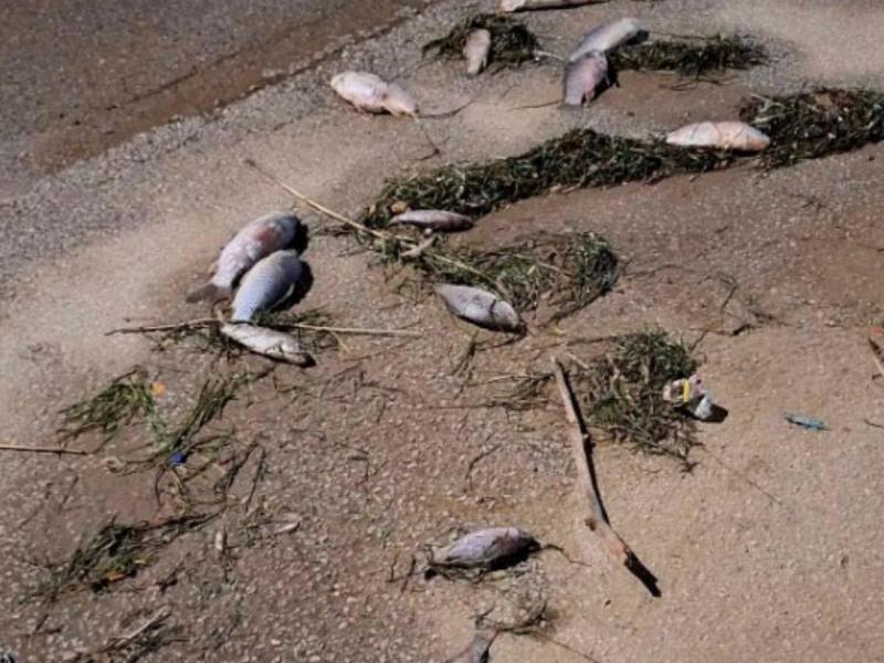 Νεκρά ψάρια σε παραλία