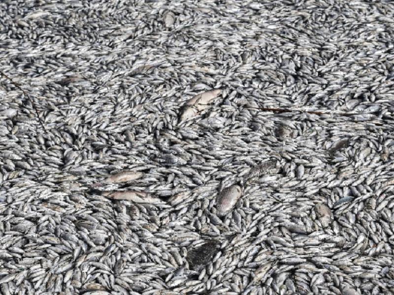 Νεκρά ψάρια