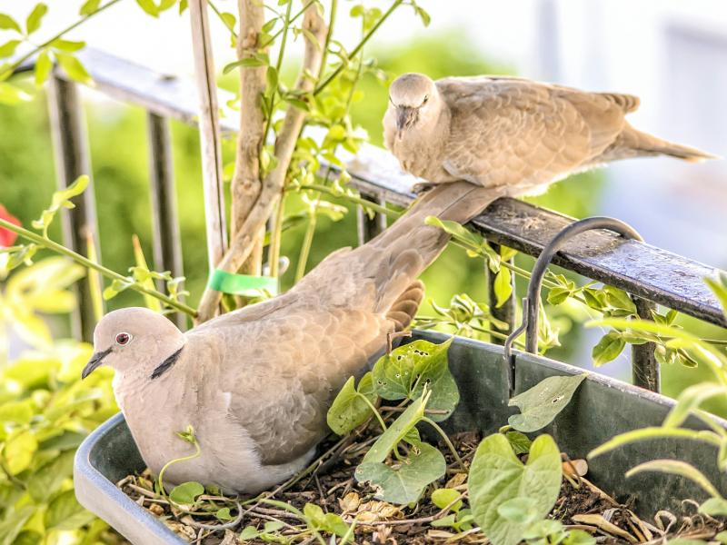 περιστέρια