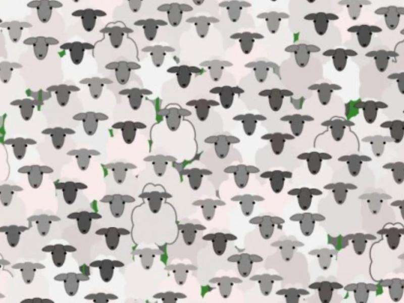 Σπαζοκεφαλιά με πρόβατα